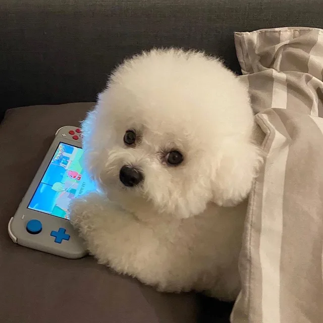 당근당근