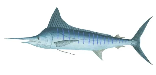 하루