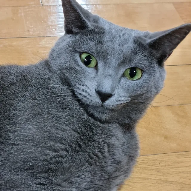 푸른이