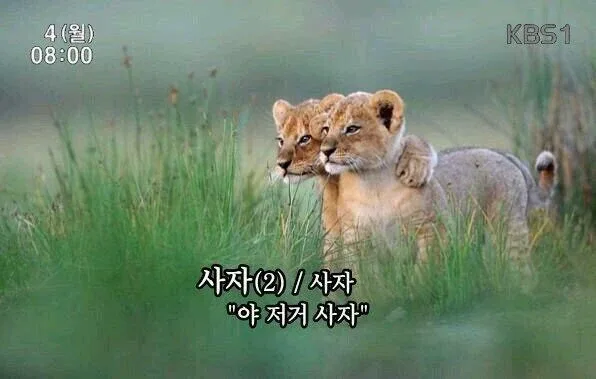목욕새우