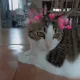 루이v