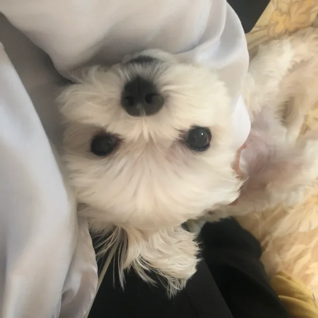쿠르르