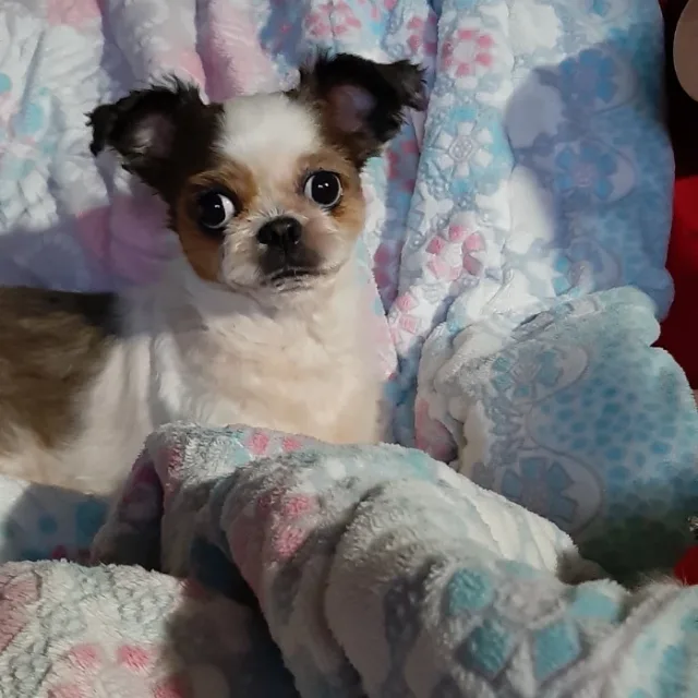 별이zxc