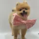 파이행님