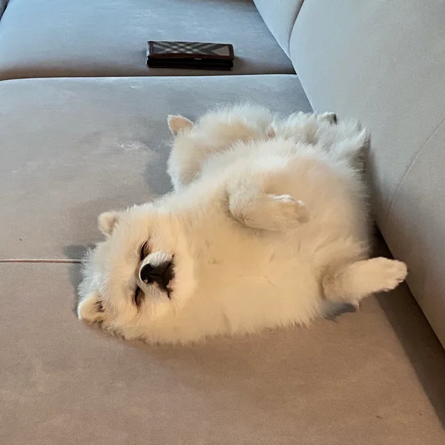 봄쓰