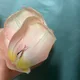 토토토