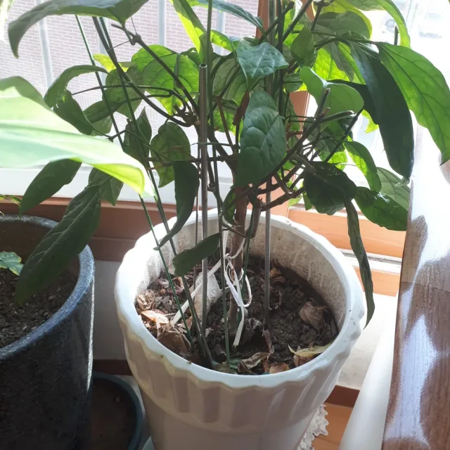 늘바빠