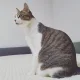 똘이냥