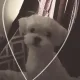 공쥬맘