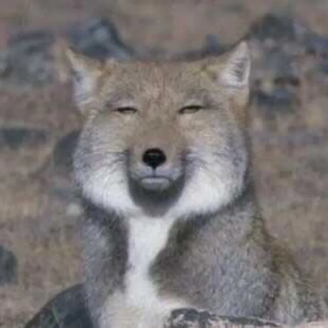 애옹쓰