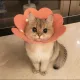 어메이징쮸