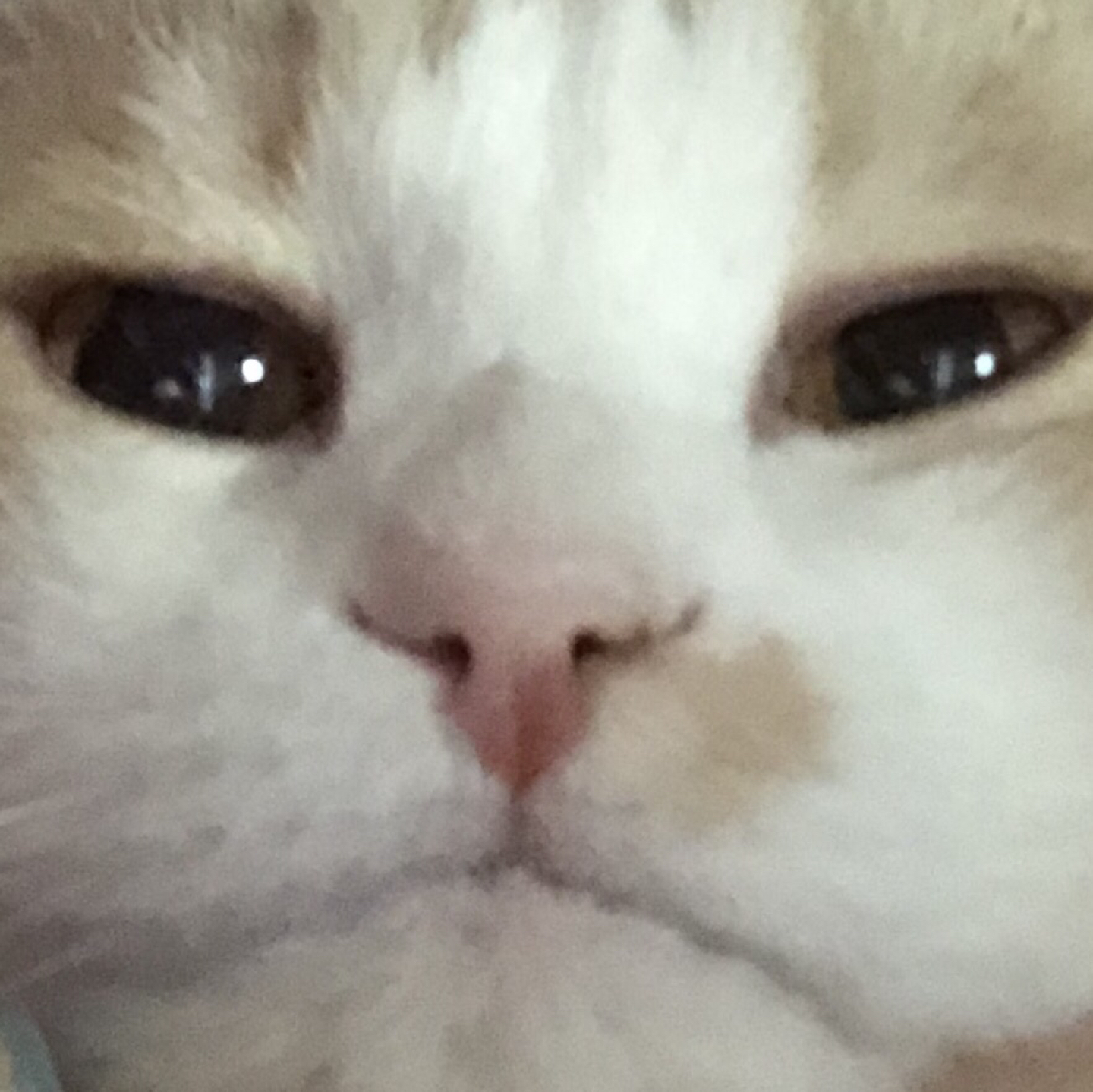 고영희