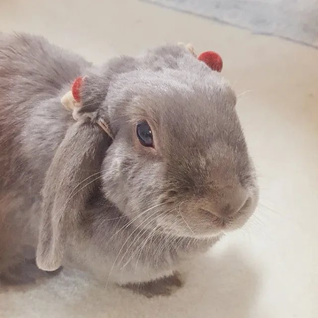 다사요