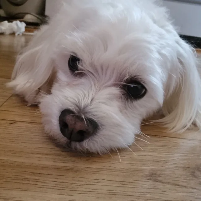딸기초코