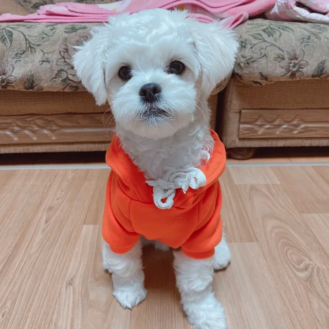 덴마크