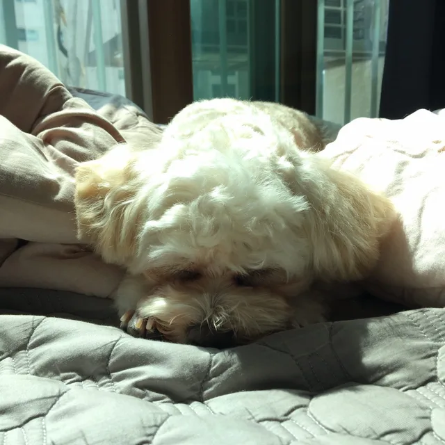 보름이