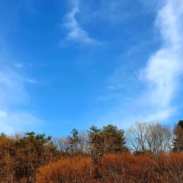 당근인건가