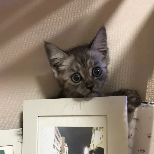멈뭉이