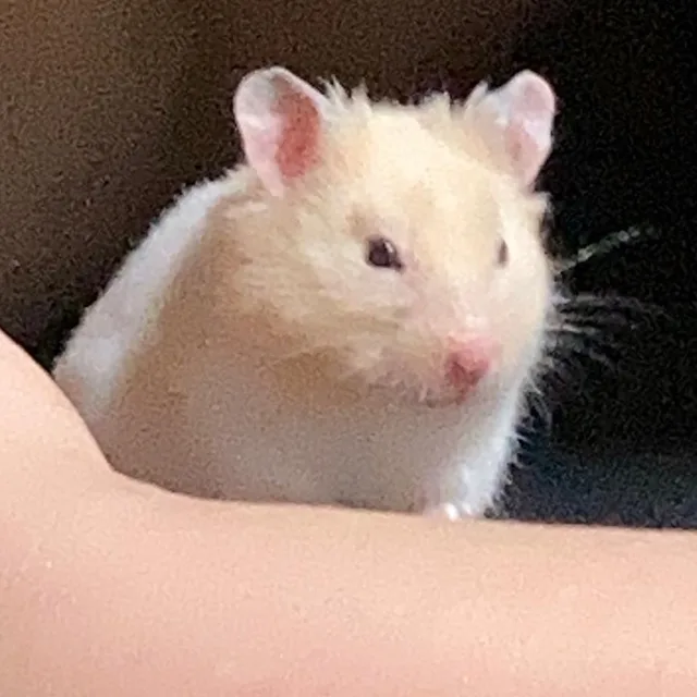 꿀정