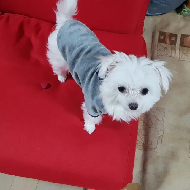빠끔이