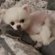 호또