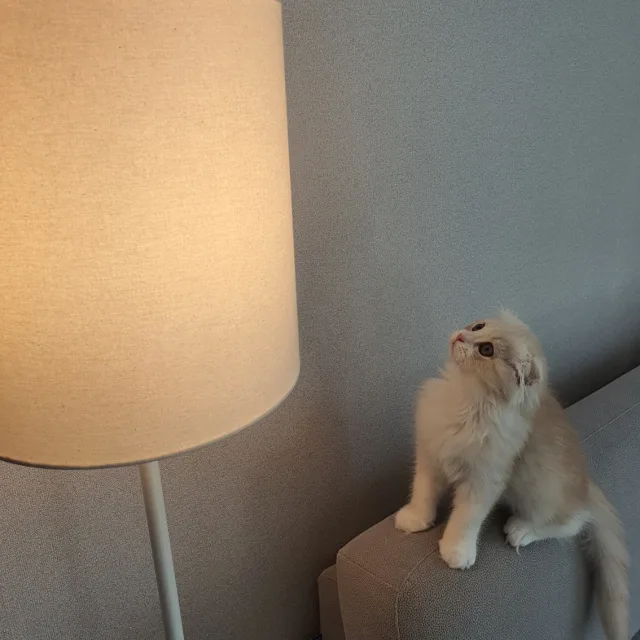 지니