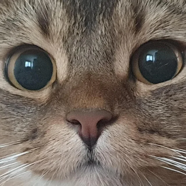 망돌