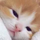 당근이지