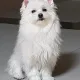 자작나무