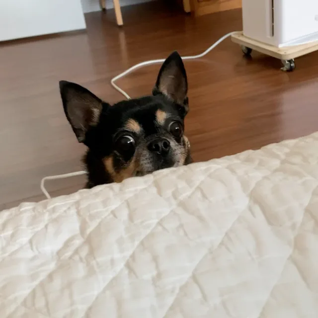 쟈니