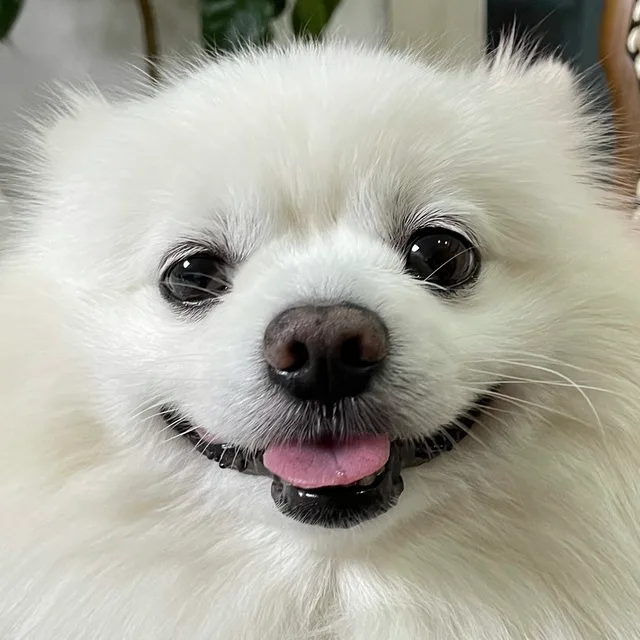 HappySunny