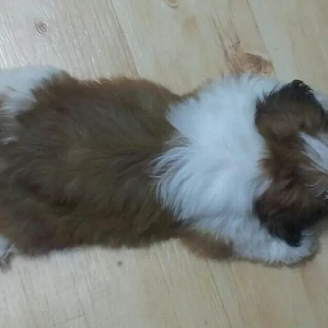 시츄