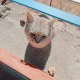몽석이