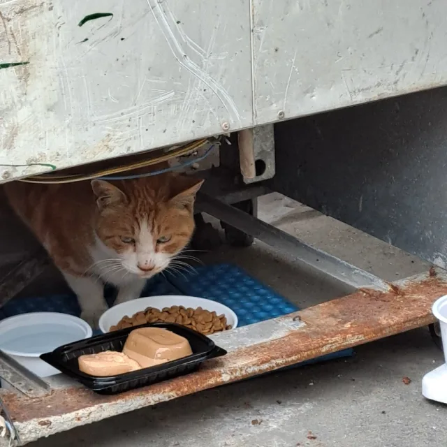 길냥이들의닝겐