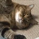 Chubbycat