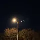 호두