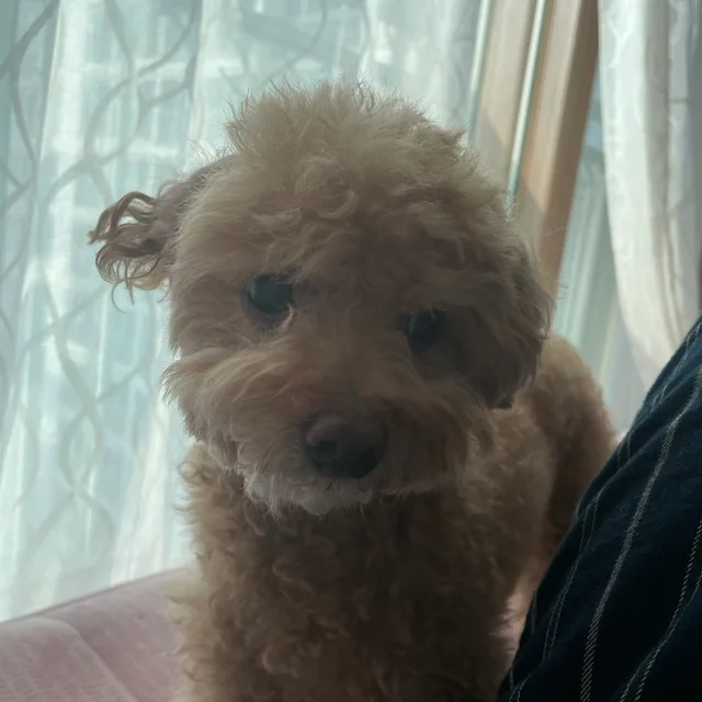 Kibii