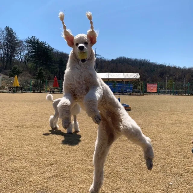 나루토