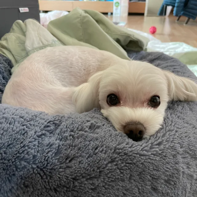 당근동이