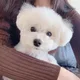 바니바니