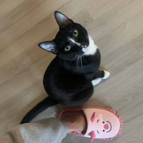 디랑이