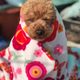 뚱똥이