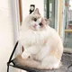 시연