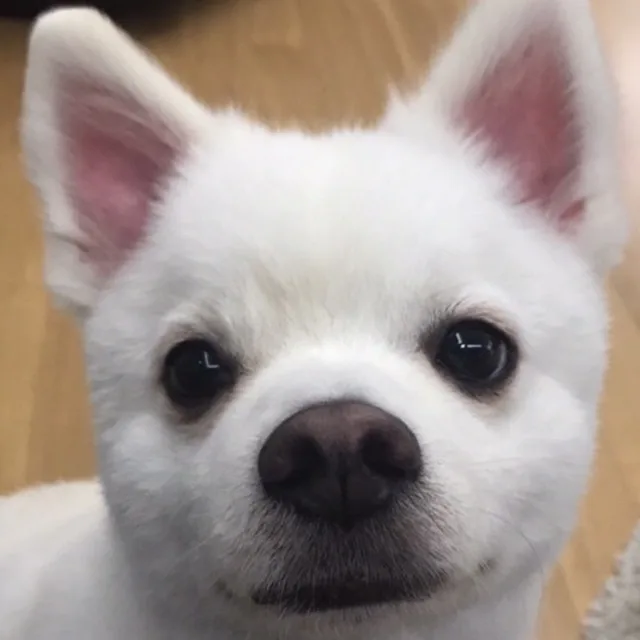 핑핑이