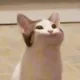 우는고양이