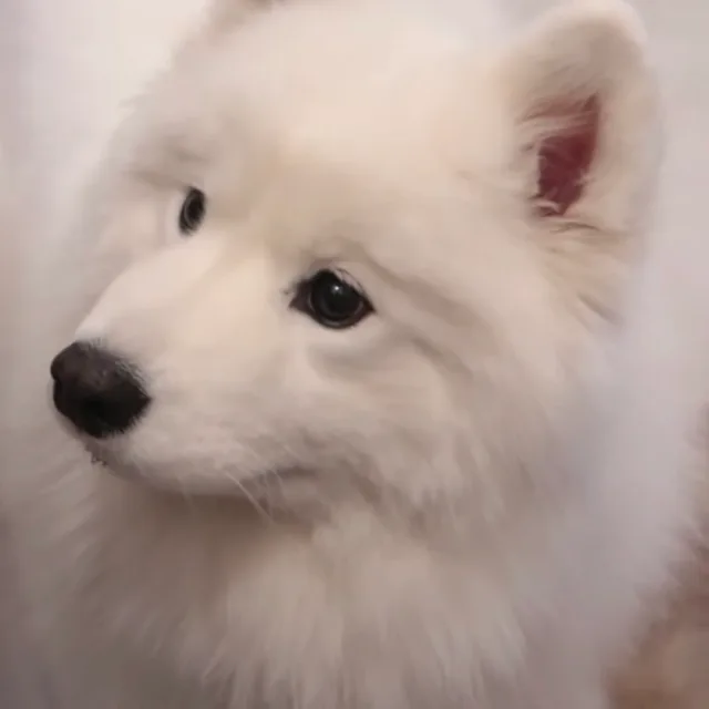 우찌