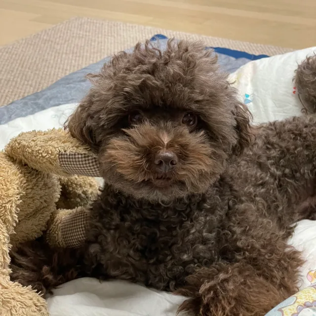 마니마니