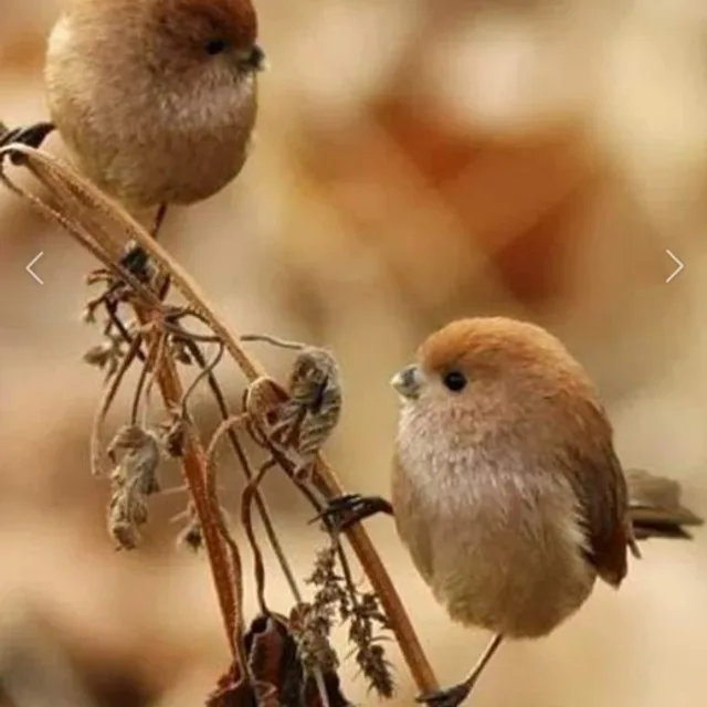 햇빛