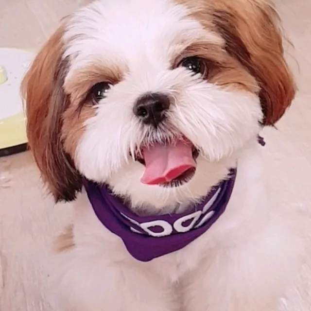 홀로된묵향