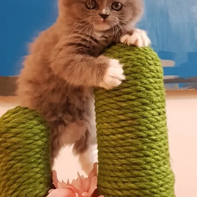 퐁이